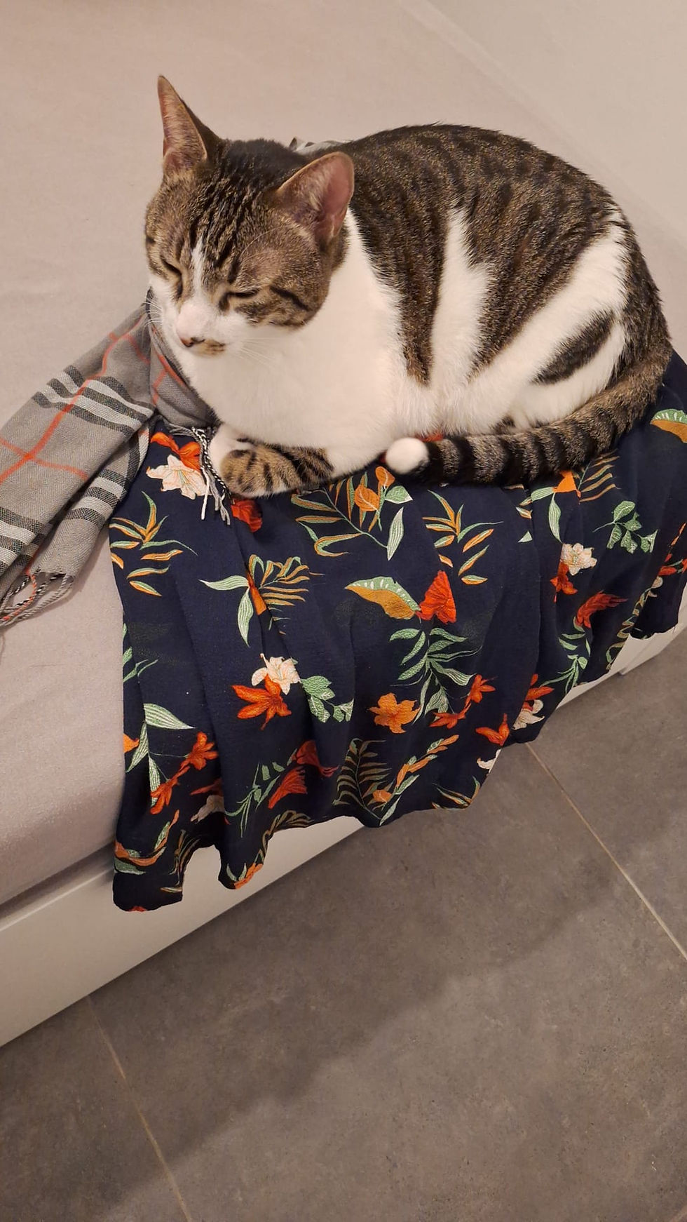 ארטו החתול מתחזקת בדתה לרגל הצום