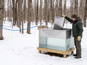 man looking in bulk tank of maple sap