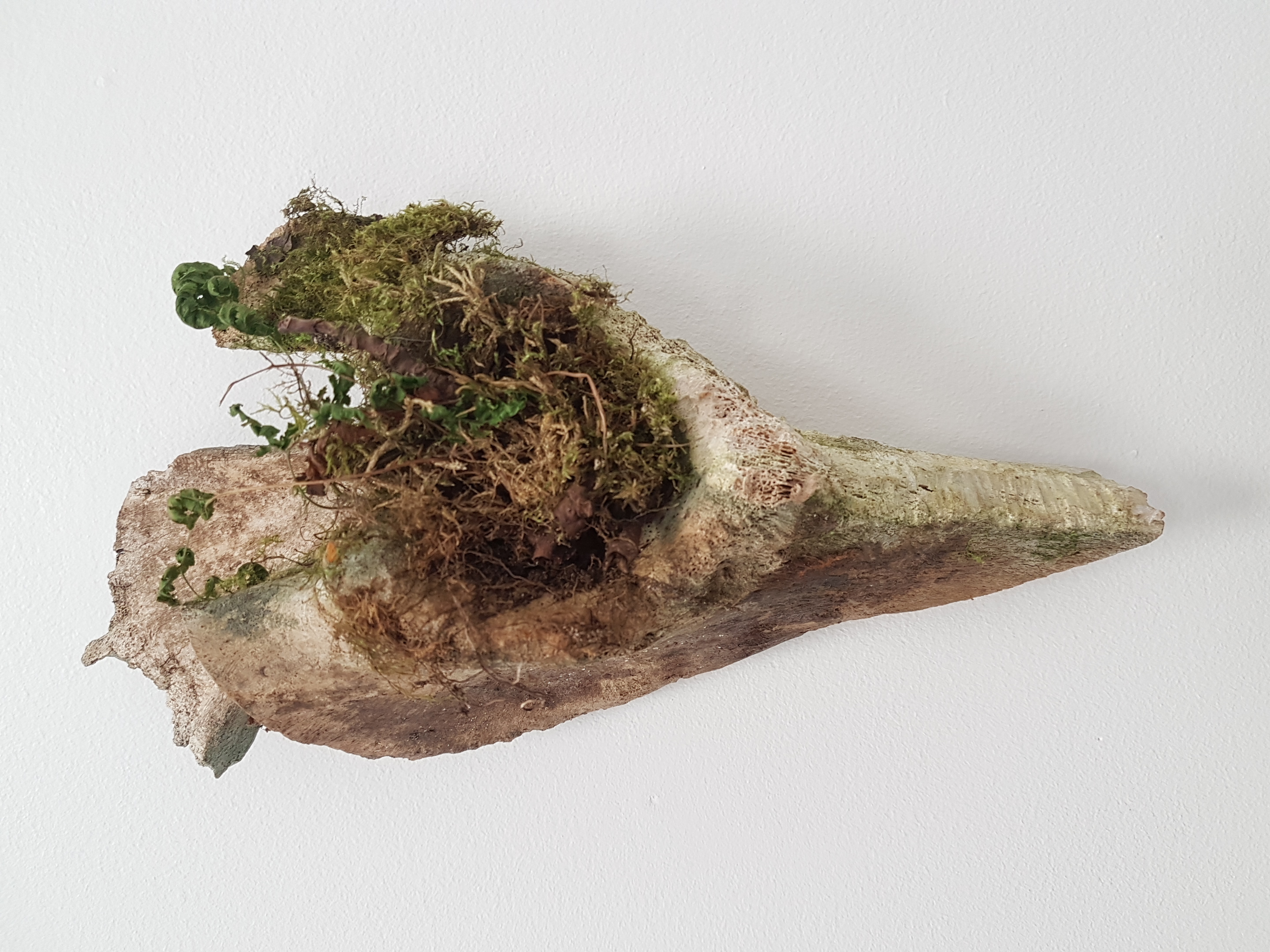 Bone with moss landscape