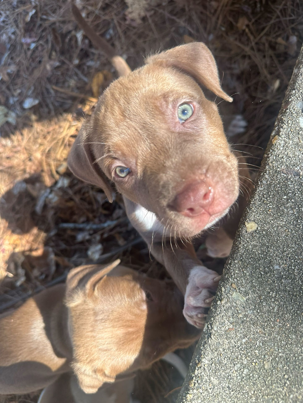 Thumbnail: Phora  (Female)