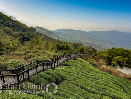 太興岩步道與茶園 圖片