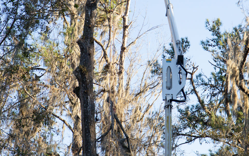 Tree canopy pruning to improve airflow and structural stability of mature tree