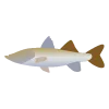 Snook,