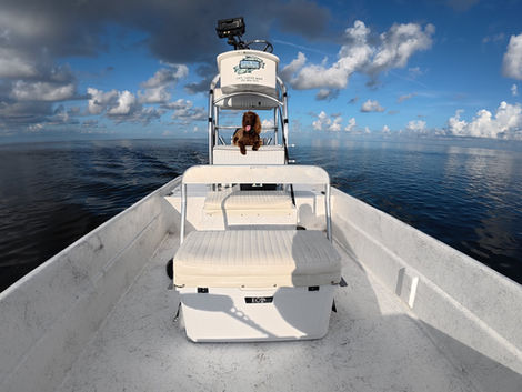 dog on white boat