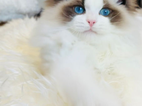 A perfect seal bicolor ragdoll boy available_Fendi boy kitten