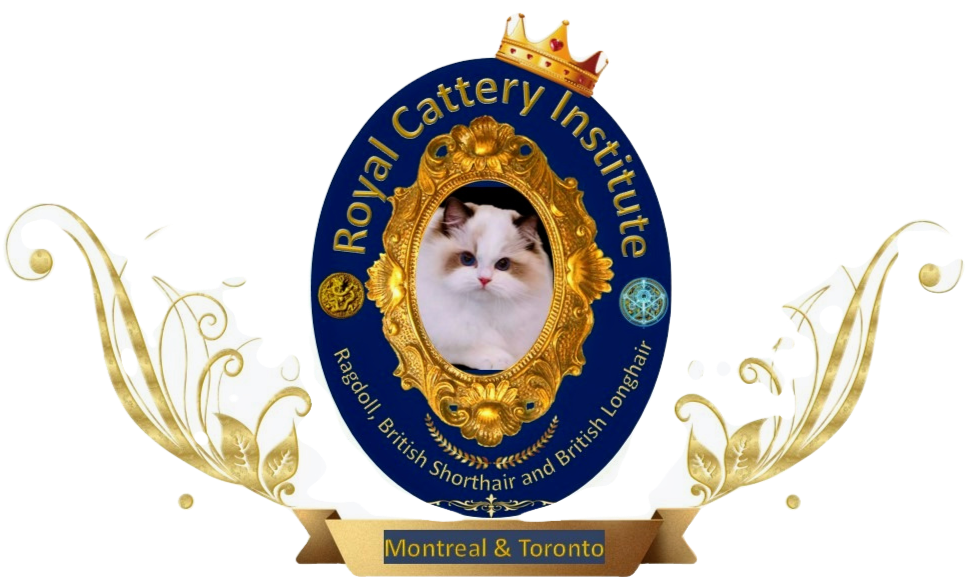 Writer: Ragdoll Cattery Institute