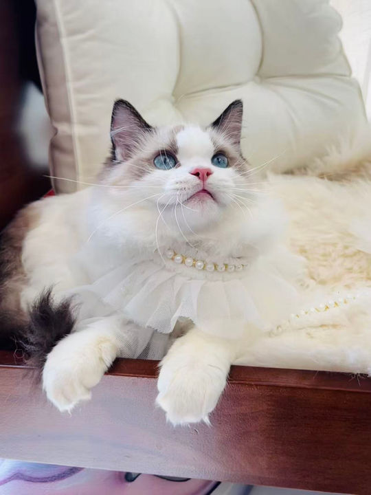ragdoll kitten for sale