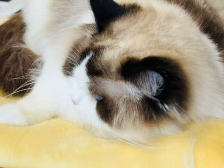 ragdoll for sale