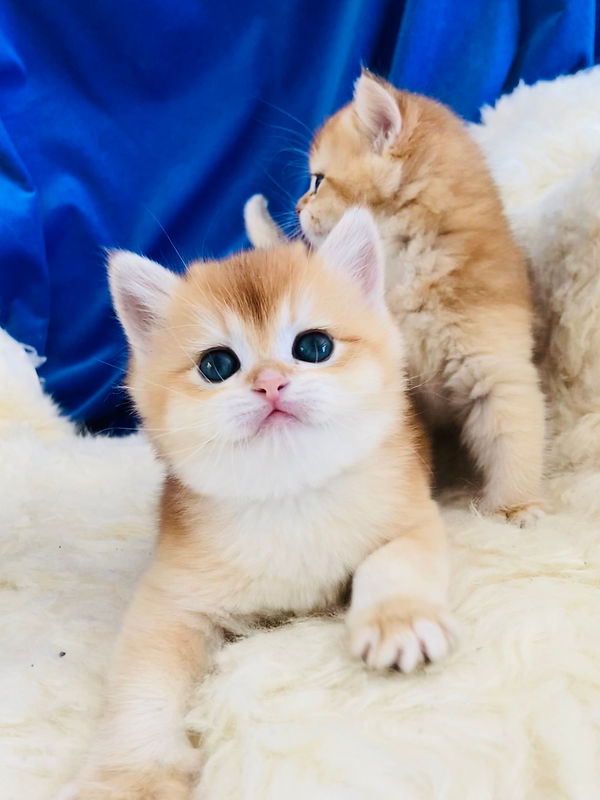 WeChat Image_20231020142539.jpg