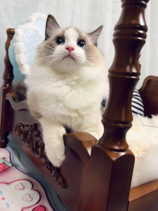 Ragdoll Kitten for sale