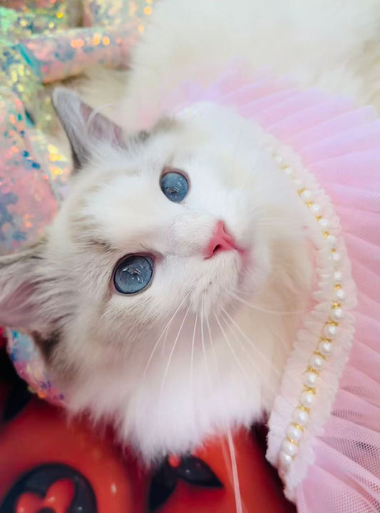 Ragdoll Kitten for sale