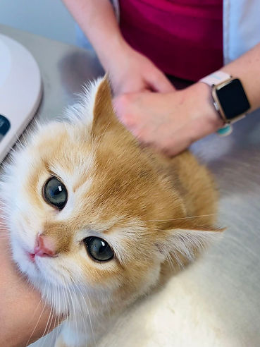 Ragdoll Cattery Kittens and Cats in Canada