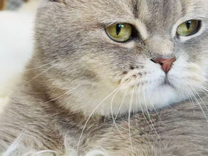 Haribo_Clingy Blue British Shorthair Boy of 1.5 years old