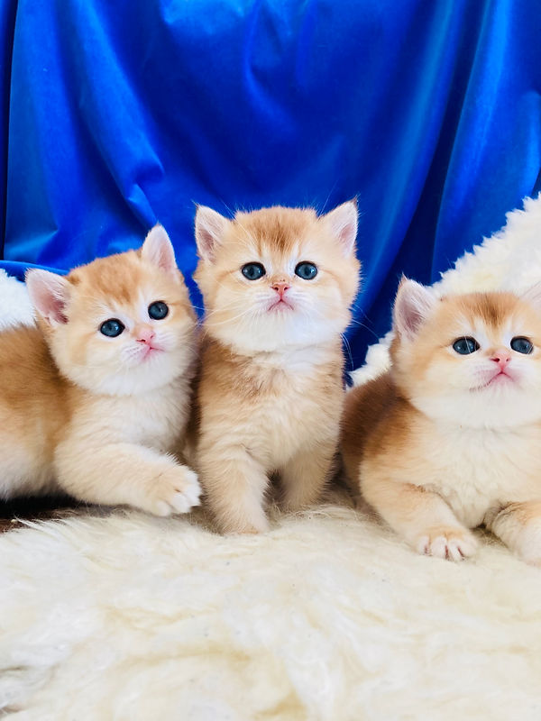 WeChat Image_20231020142456.jpg