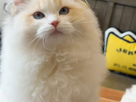 Ruby, the most precious Ragdoll tortie lynx bicolor girl