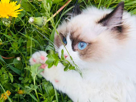 ragdoll kitten for sale