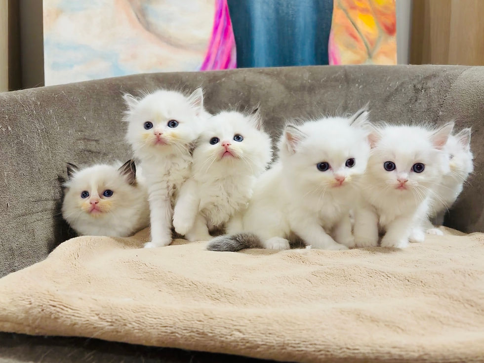 Join Our Ragdoll Kitten Waiting List