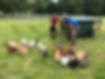 egg-laying chickens rotated on pasture with electric netting produce clean eggs, homestead