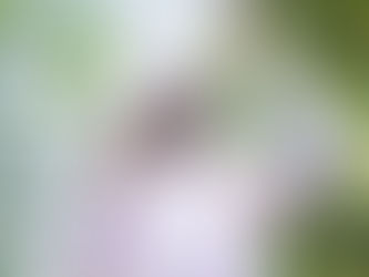 Disappearance of Srila Bhakti Vallabha Tirtha Gosvami Maharaja