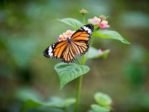 Monarch butterfly resting on flower