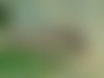 Các Loại Sâu Ăn Lá và Cách Phòng Trừ hiệu quả