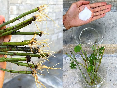 Cách Giâm Cành Hoa Hồng Trong Nước: Hướng Dẫn Chi Tiết