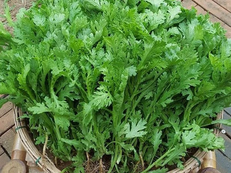Hướng dẫn trồng rau tần ô chi tiết