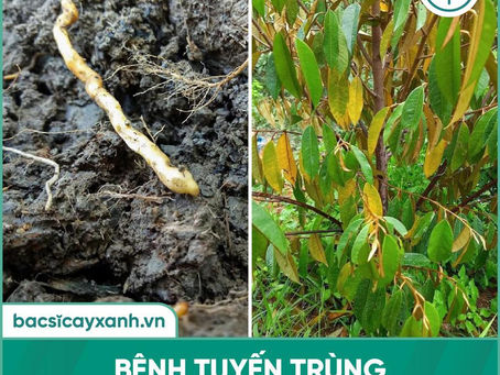 Dac tri tuyen trung re sau rieng