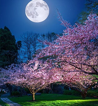 đPINK MOON POEM â A WRITER'S LIFE âď¸