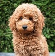 A cute apricot miniature poodle puppy