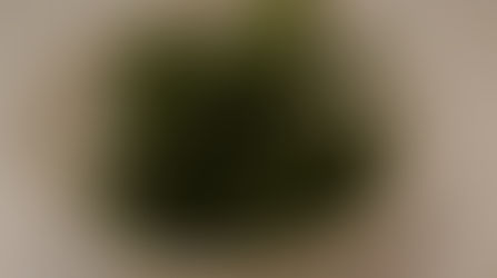 パセリの冷凍保存方法と栄養、簡単レシピ５選！【写真付きで解決！】