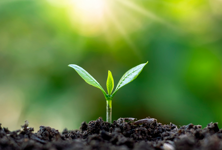 Trees Foxglove Wholesale Nursery Kelowna