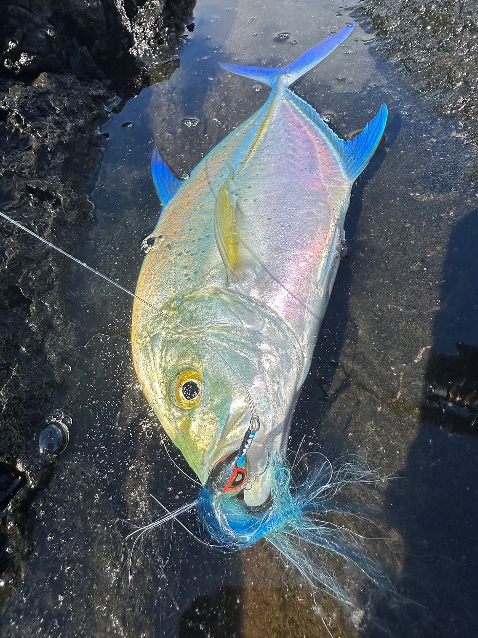 Thumbnail: Baitfish- Aha