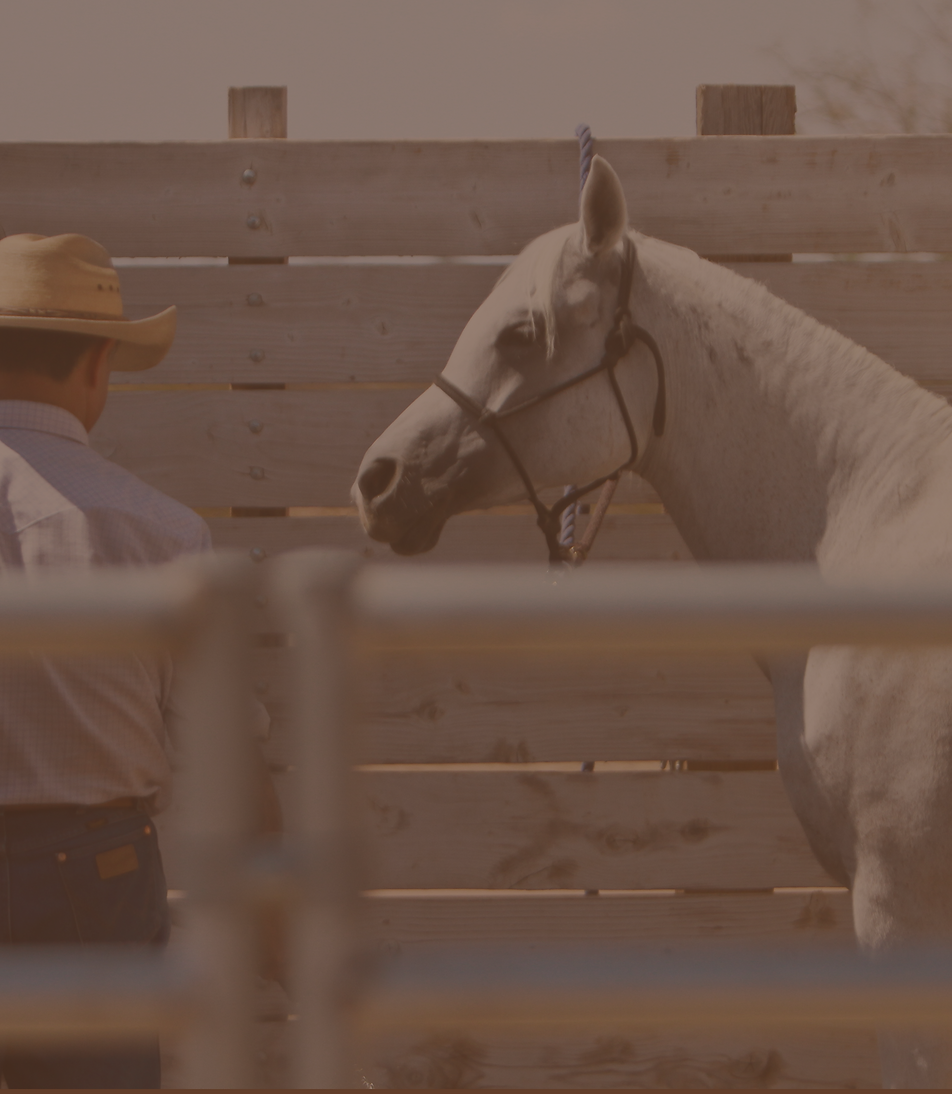 Horse Listing V1.png