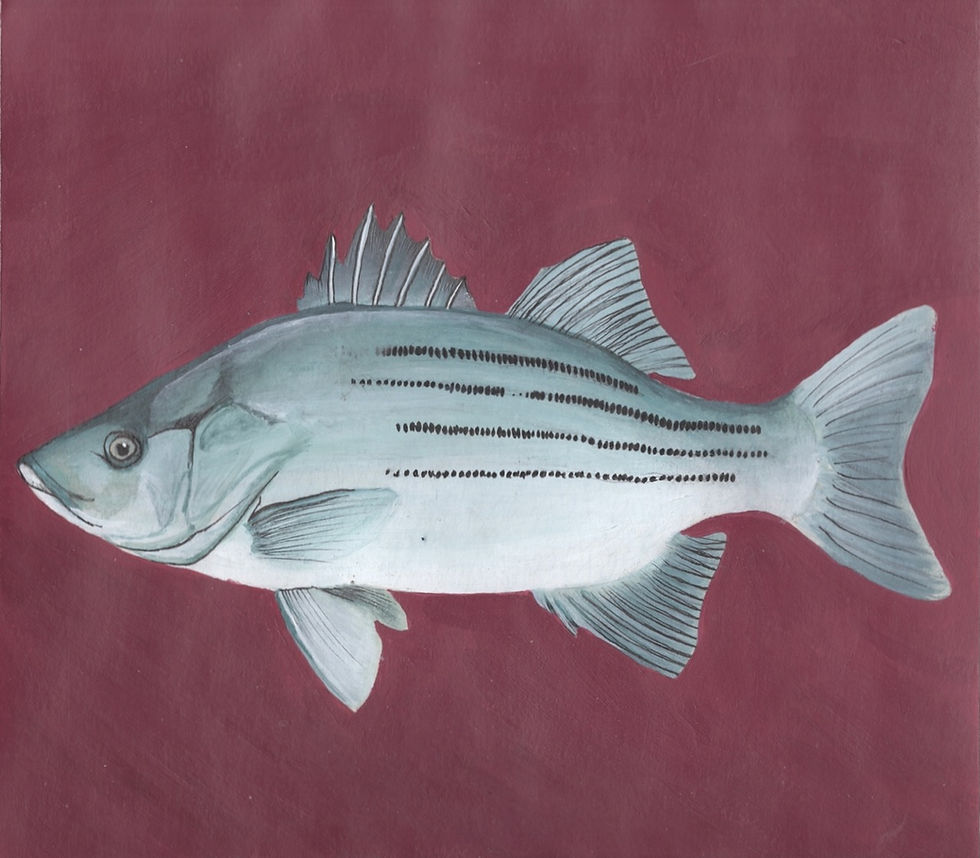 Acrylic painting of white bass on burgundy background.