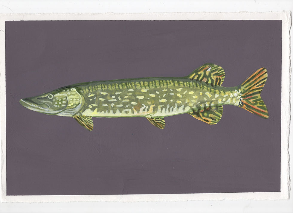 Thumbnail: Acrylic painting of Northern Pike on purple background.