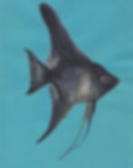 Acrylic painting of a black angelfish on a teal background