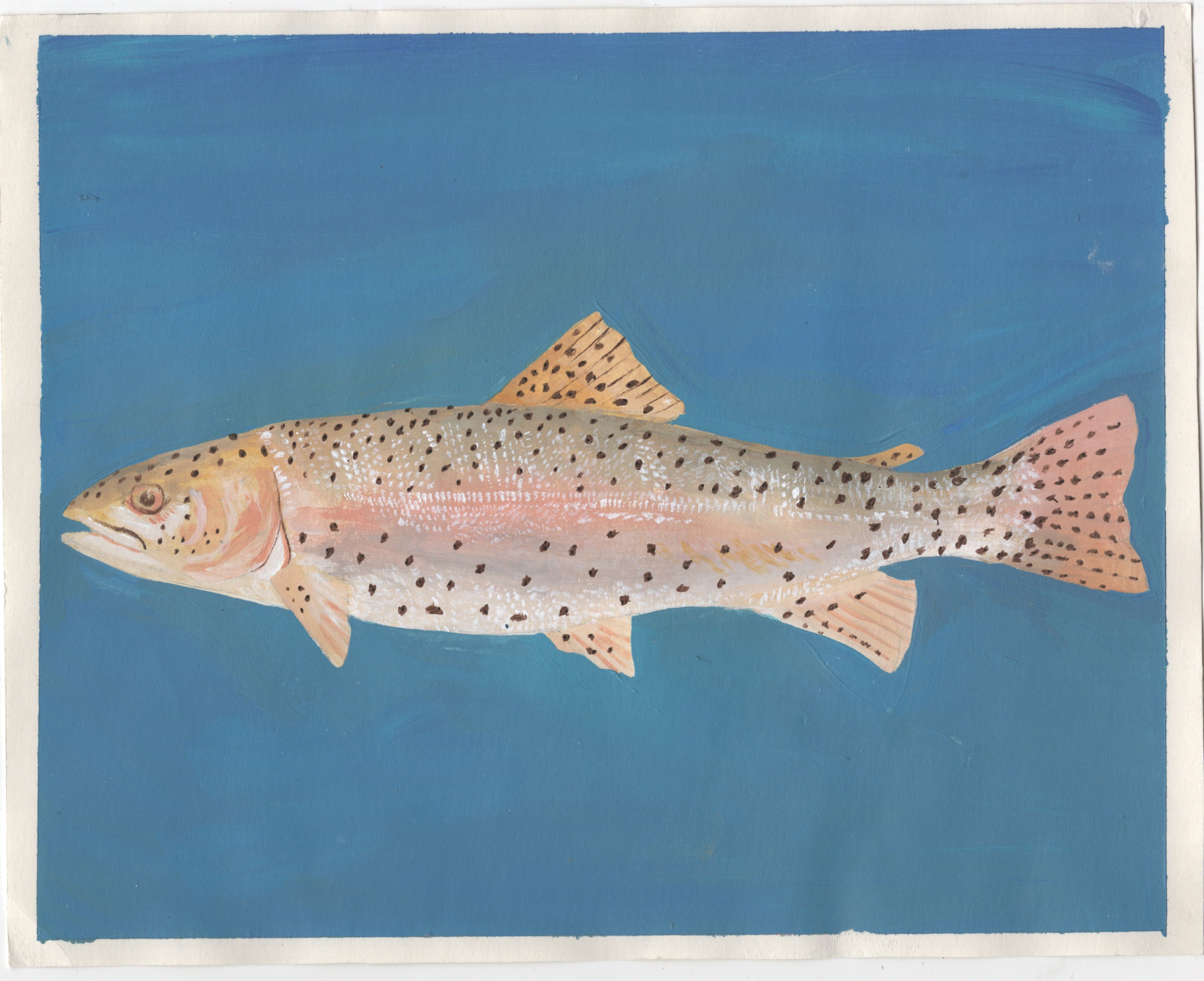 Rainbow Trout Acrylic Painting