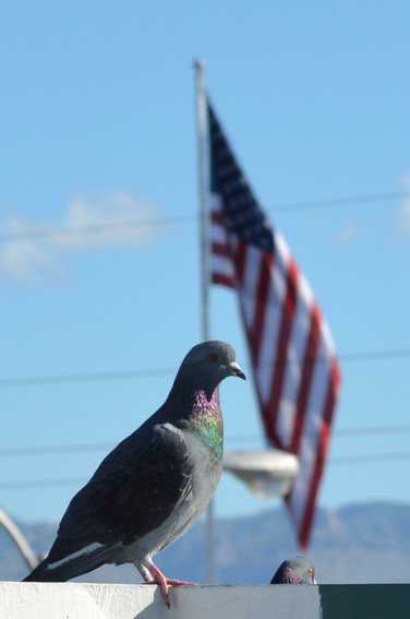 Pigeon