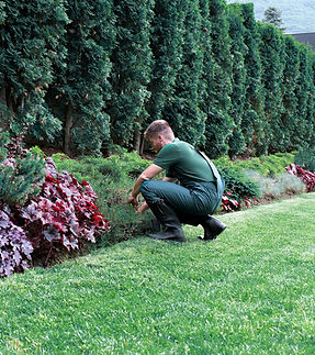 Gardener _edited.jpg