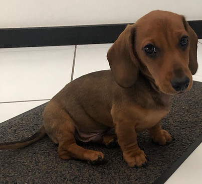 EnzodeDachshund1.jpg