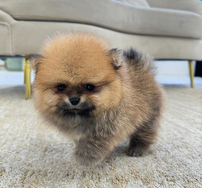Milo (5).jpg