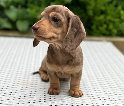 albert__dachshund_355084194_787542593085234_4635908551007529324_n.jpeg