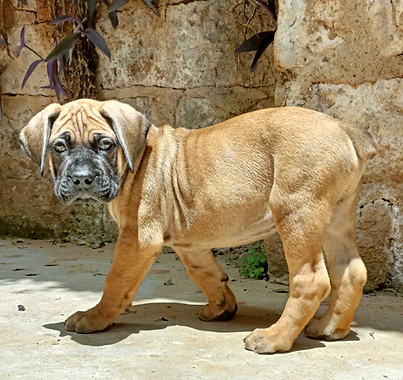 bruce.the.boerboel_276972945_458179896102483_329228896458861557_n.jpeg