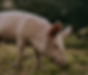 Pig with its snout to the ground