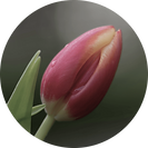 Ellipse 1959-min.png