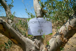 A Floresta da Vida - Um testemunho de amor pelos sobreviventes do Holocausto