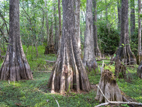 Big Cypress Bend Boardwalk: What to Know Before You Walk In