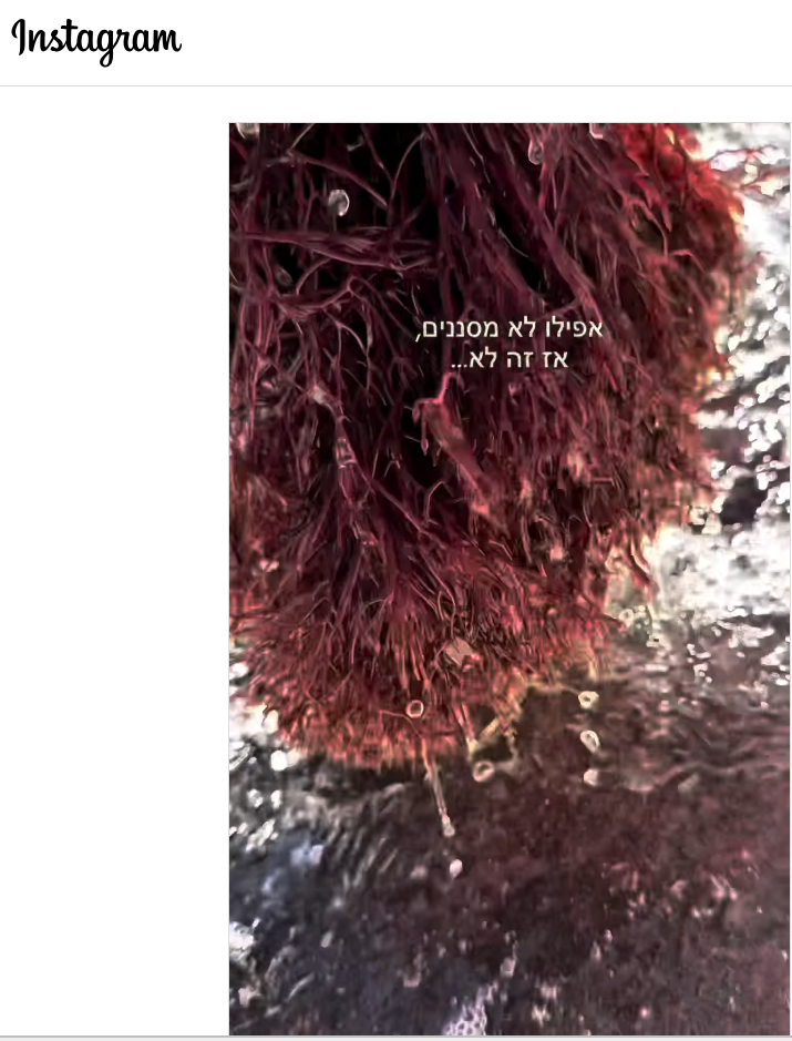 From lab to plate - our seaweeds