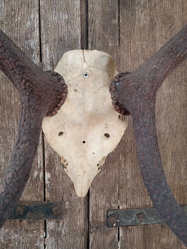 Thumbnail: Huge 8 point evenly balanced Scottish Red Deer antlers